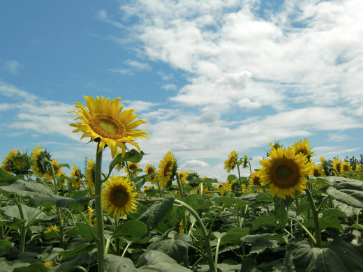 658158 (a): :1600x1200
